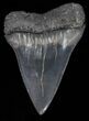 Large Fossil Mako Shark Tooth - Georgia #40652-1